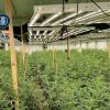 Desmantelan en Orihuela una ‘fábrica’ de cannabis con alta tecnología de vigilancia y 784 plantas