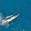 Las ballenas rorcuales huyen de las costas valencianas en busca de alimento