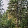Aigüestortes, el refugio de los bosques más maduros de España